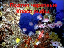 Презентация Подтип черепные. Класс рыбы