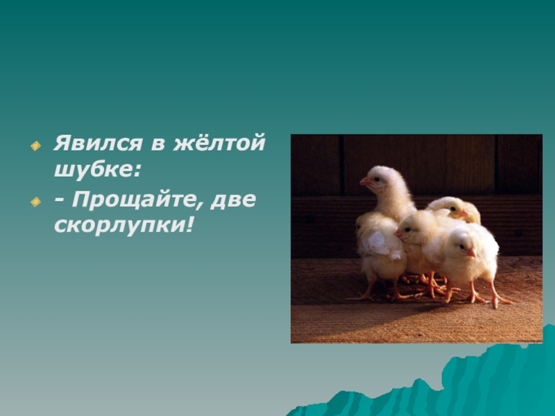 Явился в желтой. Загадка про цыпленка. Загадка про птенца. Явился в желтой шубке Прощайте две скорлупки. Загадка про цыпленка для детей 3-4.