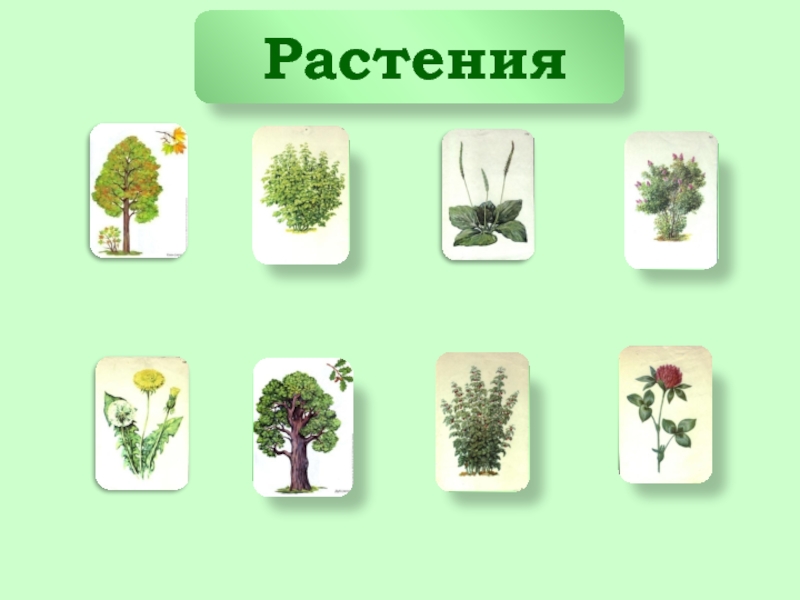 Растения в классе. Травы 1 класс. Меню из растений для 1 класса. Растения обитают везде. Живая трава.