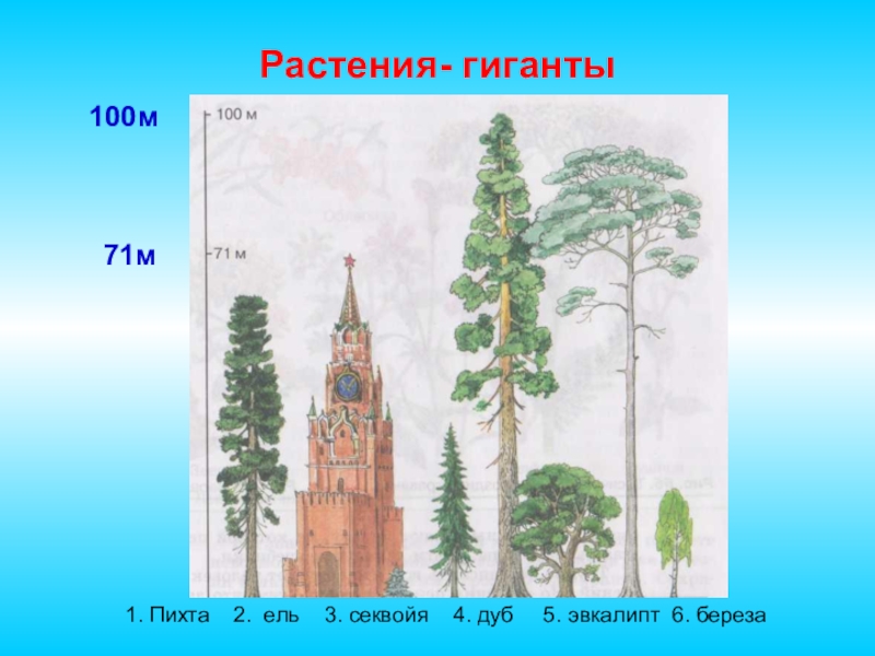 Растения гиганты проект