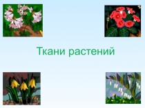 Презентация по биологии на тему Ткани растений 6 класс