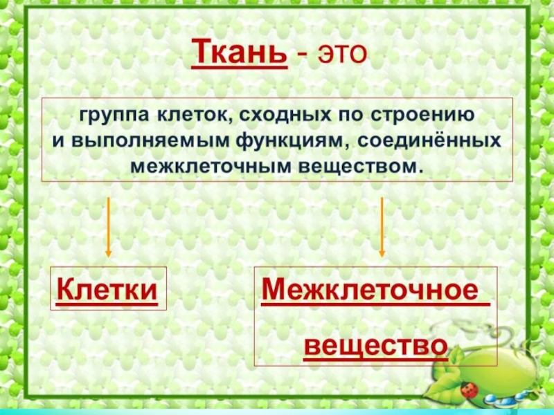 Ткани 5 класс биология презентация