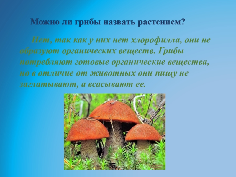 Активный образ жизни относится к грибам. Растения и грибы. Грибы это растения или нет. Грибы относятся к растениям или нет. Грибы это растения или животные.