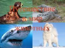 Презентация - Путешествие в мир животных