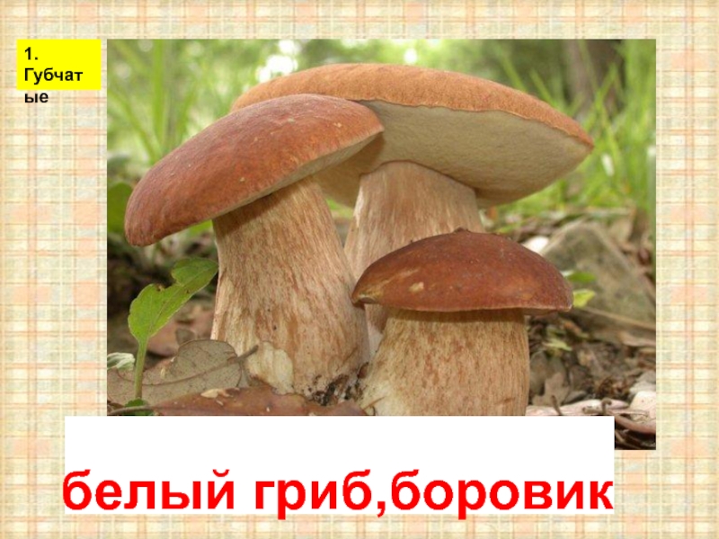 белый гриб,боровик1.Губчатые