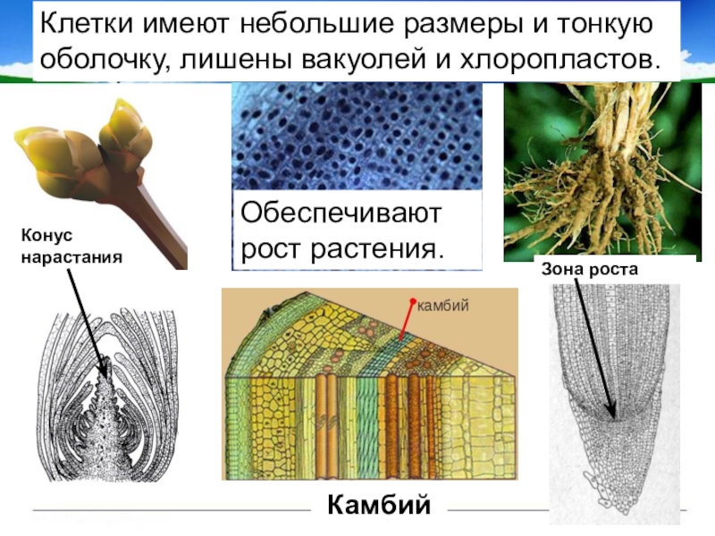 Образовательная ткань растений особенности