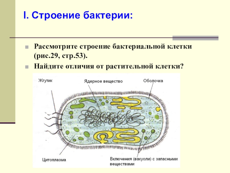 Какое строение у бактерий. Строение бактериальной клетки 6 класс биология. Строение клетки бактерии 5 кл. Строение клетки бактерии 5 класс. 5 Класс структура бактериальной клетки.