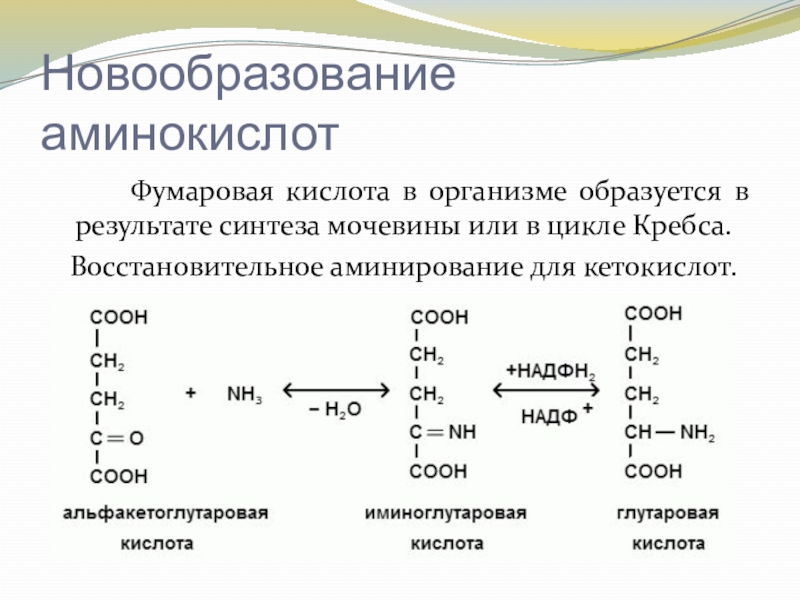 Кислота в организме. Восстановительное аминирование аминокислот. Прямое аминирование непредельных кислот;. Восстановительное аминирование кетокислот. Синтез аминокислот из кетокислот.