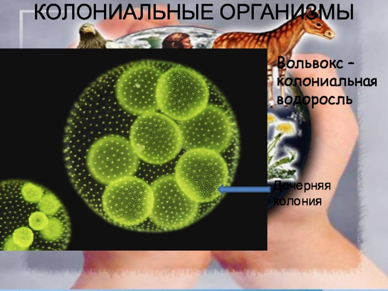 Колониальные организмы это. Колониальные оршанизм. Колониальные водоросли. Колониальные формы жизни. Колениальний организмы.