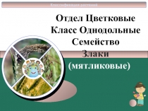 Презентация по биологии на тему семейство злаковые