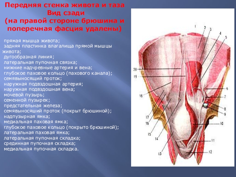 Передняя стенка живота