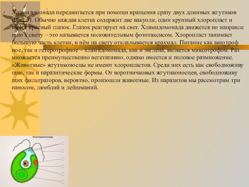 Простейшие доклад. Какие простейшие передвигаются при помощи жгутиков. Половое размножение хламидомонады. Питание жгутиконосцев. Передвигается при помощи нитевого жкутика.