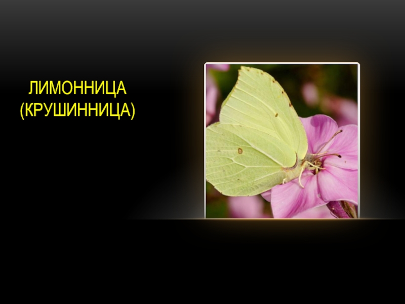 Бабочка лимонница описание