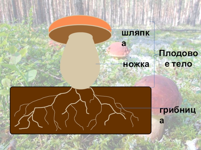 Тело грибов состоит из многочисленных. Плодовое тело. Шляпка плодового тела гриба. Гриб (плодовое тело). Имеет плодовое тело, состоящее из ножки и шляпки..