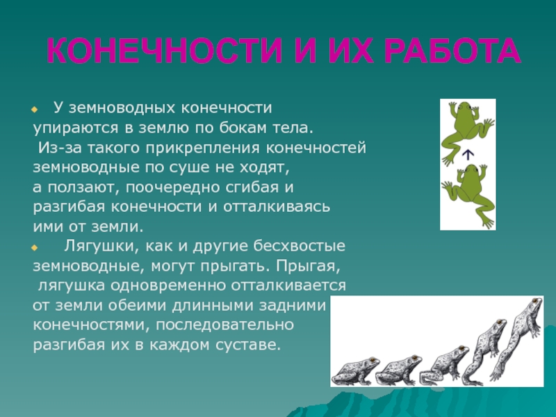 Строение конечностей земноводных