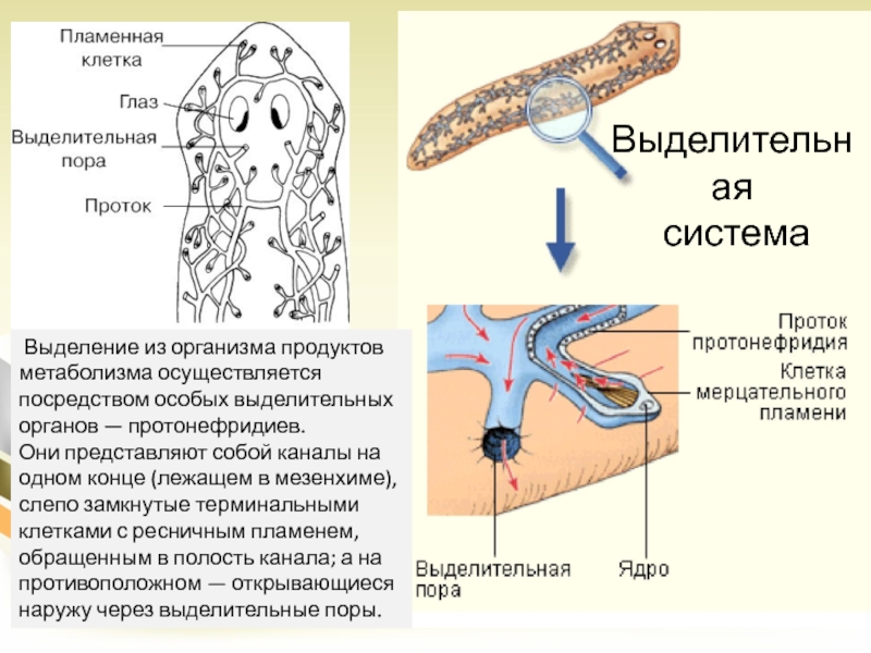 Органы выделительной системы червя. Плоские черви протонефридии. Звездчатые клетки протонефридиев. Выделительная система представлена протонефридиями. Протонефридии у плоских червей.
