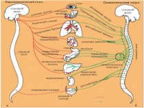 Практическая работа: рефлексы головного и спинного мозга.