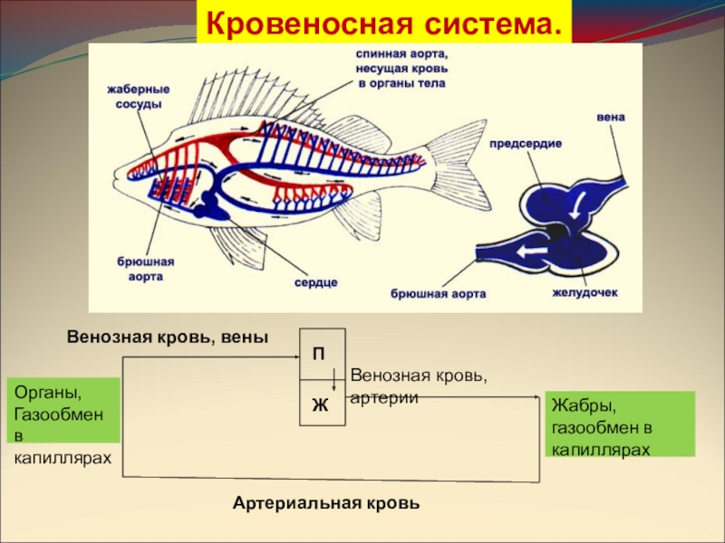 Класс рыбы внутреннее строение презентация 7 класс