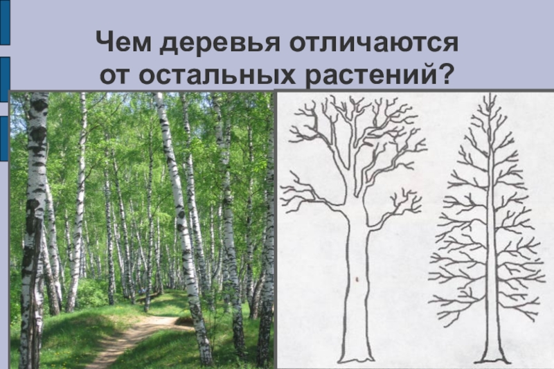 Чем отличаются деревья от кустарников. Чем деревья отличаются от остальных растений. Чем трава отличается от деревьев. Чем отличается дерево от растения. Чем деревья отличаются от других растений?.