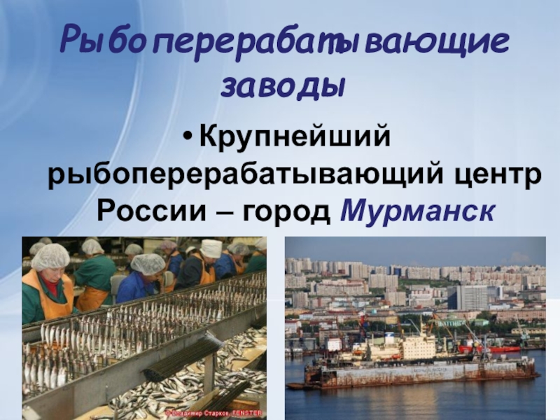 Рыбоперерабатывающие заводыКрупнейший рыбоперерабатывающий центр России – город Мурманск
