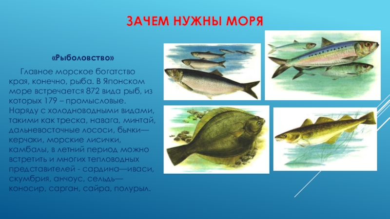 Для чего нужны моря. Промысловые рыбы японского моря. Виды рыб японского моря. Зачем нужны моря. Сельдевые рыбы японского моря.