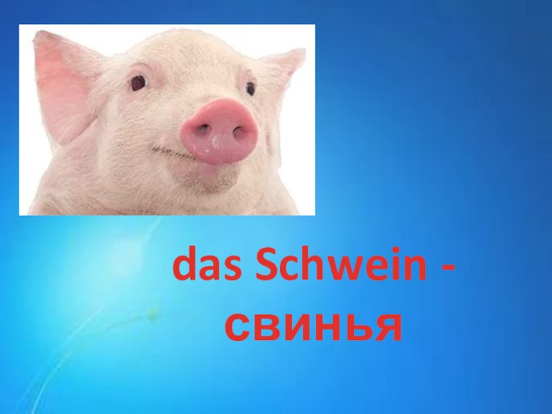 Русский язык свиней. Свинка по немецки. Свинья по немецкому языку.