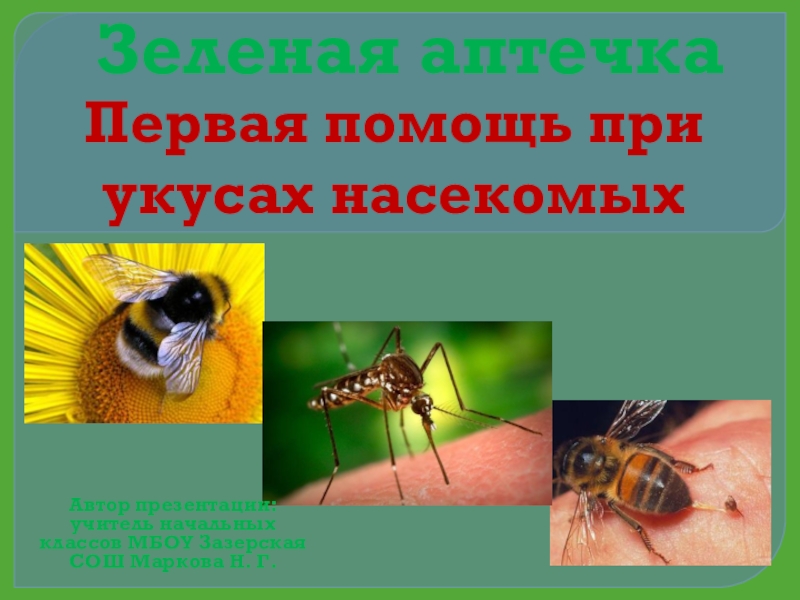 Презентация Минутка здоровья Зеленая аптечка. Первая помощь при укусах насекомых (1-4 кл)
