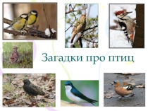 Презентация по окружающему миру на тему Загадки про птиц (1 класс)