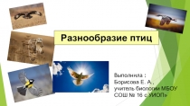 Презентация по биологии на тему Разнообразие птиц