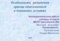 Презентация к уроку по биологии Особенности разведения кряквы обыкновенной в домашних условиях
