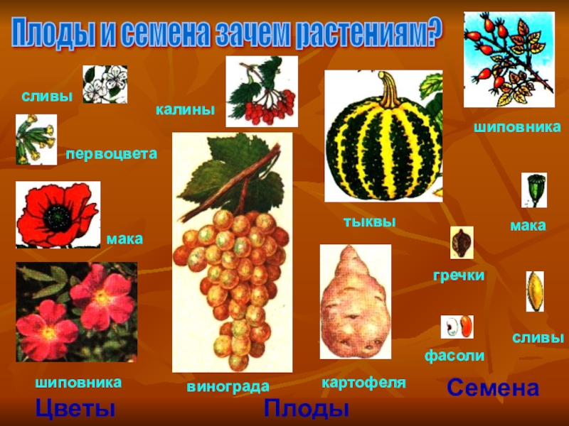 Что называют плодом. Плоды растений. Названия плодов растений. Плоды и семена растений. Плоды растений названия.