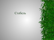 Презентация по теме: Стебель для СПО