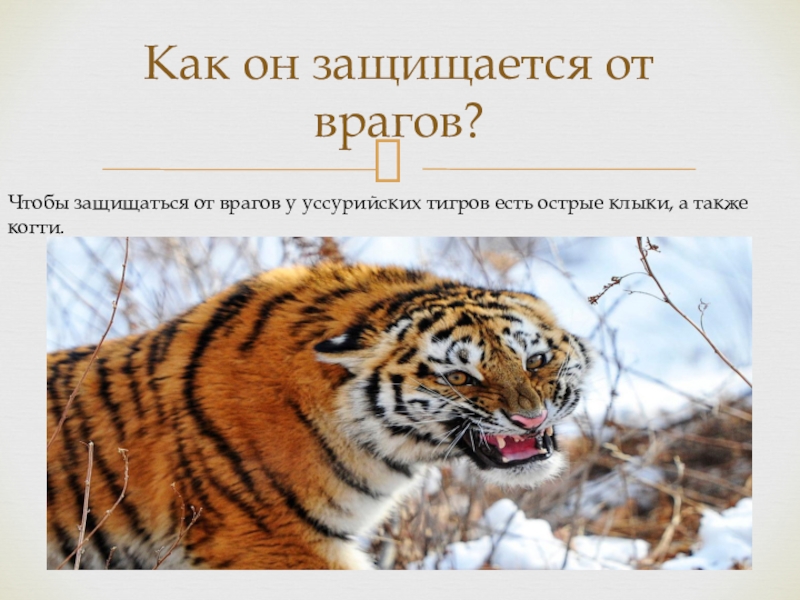 Каким образом защищаются. Презентация на тему Уссурийский тигр. Враги тигра. Как тигр защищается от врагов. Амурский тигр враги.