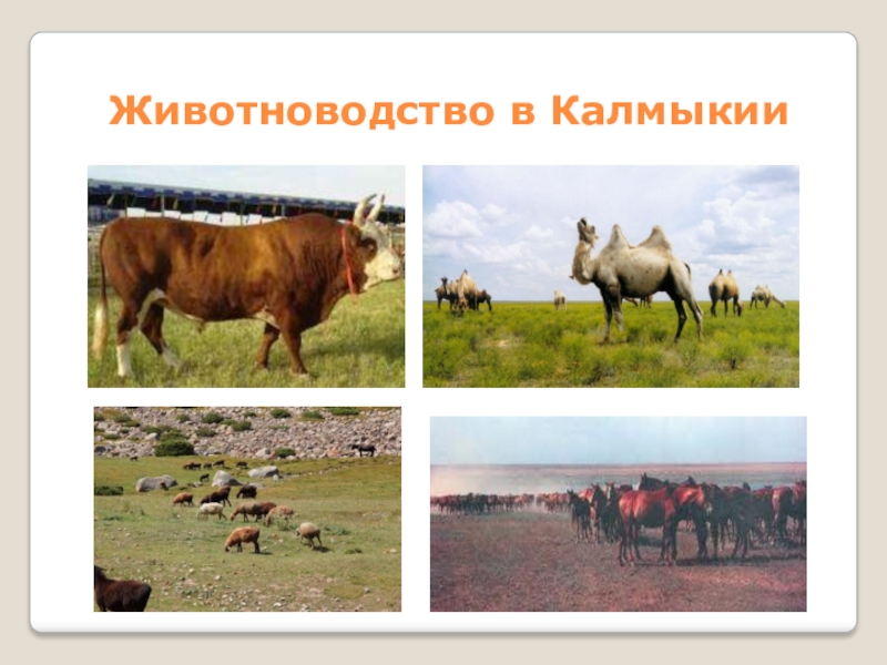Животноводство природные зоны. Экономика Республики Калмыкия 3 класс окружающий мир. Экономика Калмыкии 3 класс. Животноводство в Калмыкии. Сельское хозяйство Калмыкии животноводство.