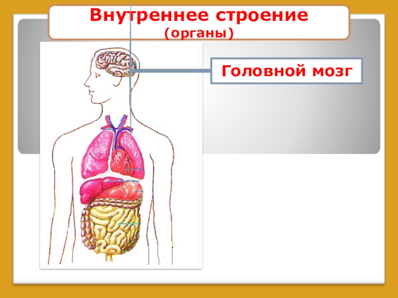 Внутренний 6. Внутреннее строение тела. Внутренне строение тела человека. Модель внутреннего строения человека. Модель аппликация внутреннее строение тела человека.