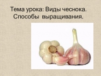 Виды чеснока