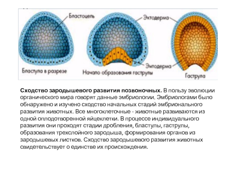 Зародышевые листки кости