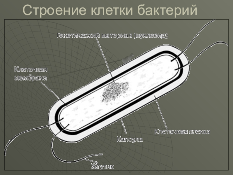 Изучение строения бактерий на готовых микропрепаратах. Строение бактерии Сенной палочки. Сенная палочка строение. Строение бактериальной клетки 10 класс. Палочка Коха строение бактерии.