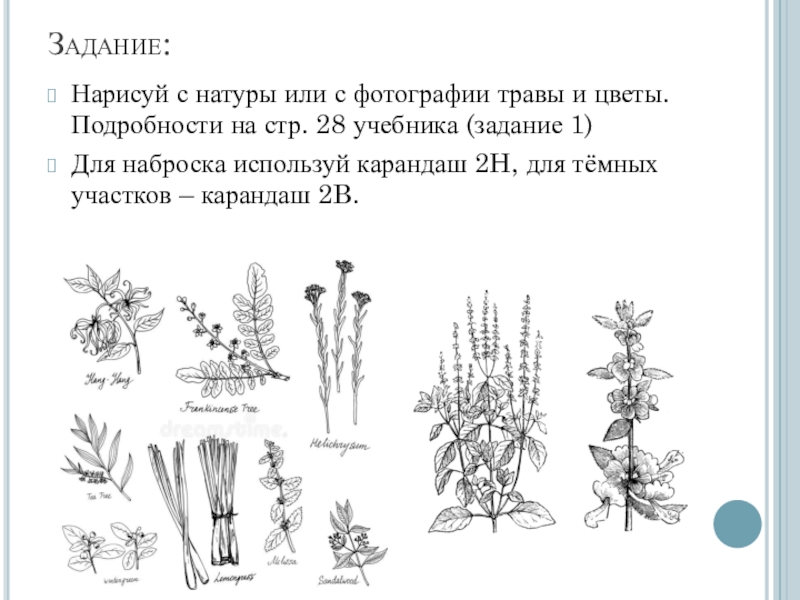 Рисунок основа изобразительного творчества 6 класс презентация