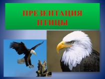 Презентация по ознакомлению с миром природы на тему Птицы (подготовительная группа)