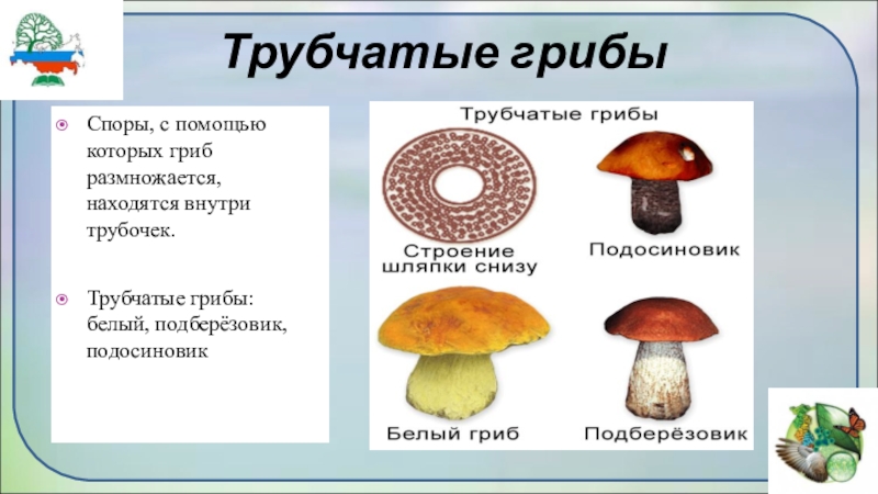 Различие пластичных грибов и трубчатых грибов