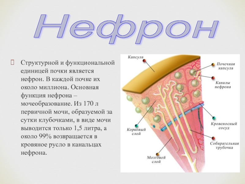 Выделение 8 класс биология презентация