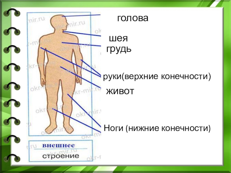Какие части тела у человека