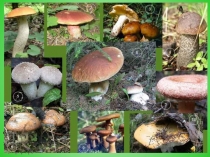 Занятие по экологии Многообразие грибов