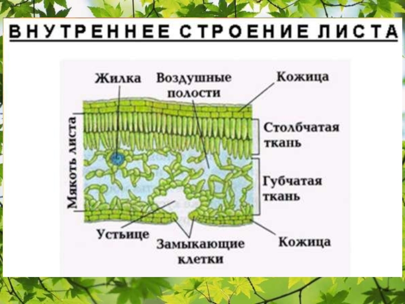 Внутреннее строение листа 6 класс презентация