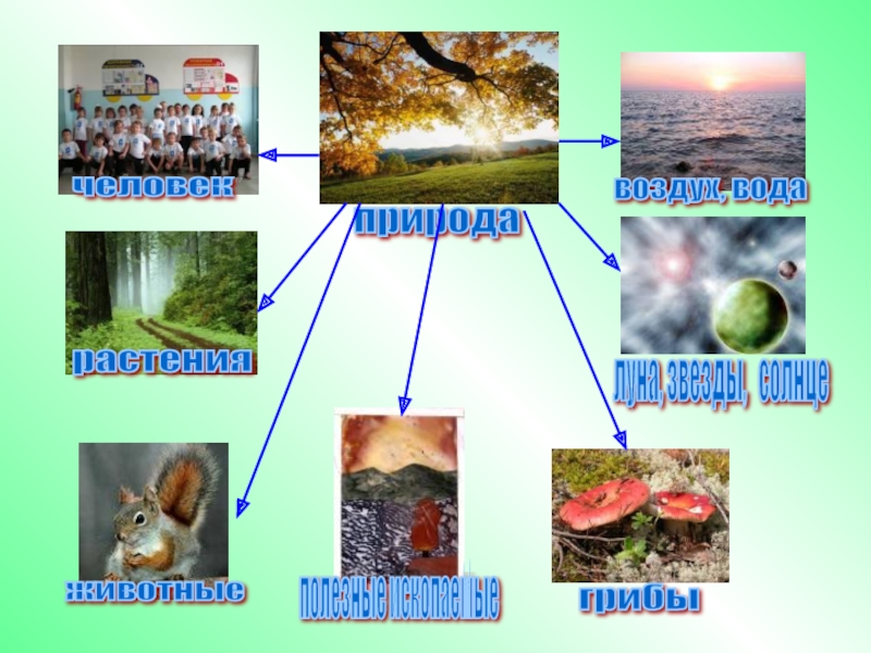 Живое неживое растения животные человек природа. Живая и неживая природа 1 класс. Живая и неживая природа 1 класс окружающий мир. Живая и неживая природа 3 класс. Объекты явления живой и неживой природы.