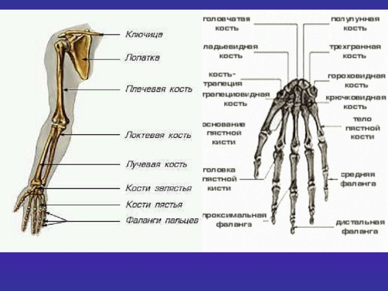 Кости в запястье руки. Анатомия костей руки. Скелет верхних конечностей кости кисти. Скелет руки человека с подписями. Название костей руки у человека.