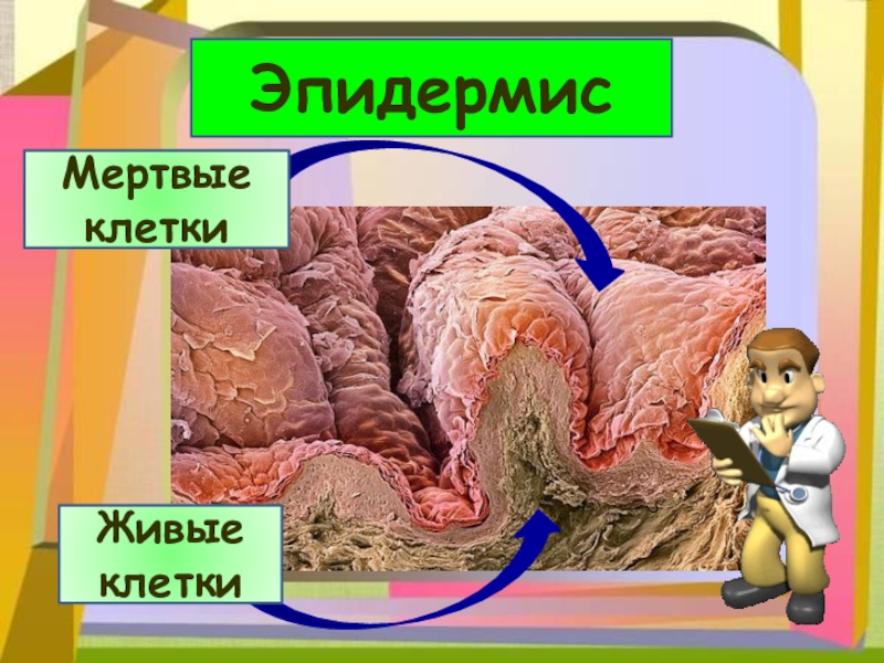 Кожа наружный покровный орган 8 класс презентация