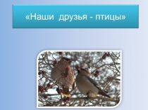 Презентация Наши друзья птицы