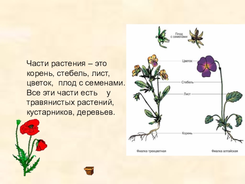 Проект растения 1 класс окружающий мир